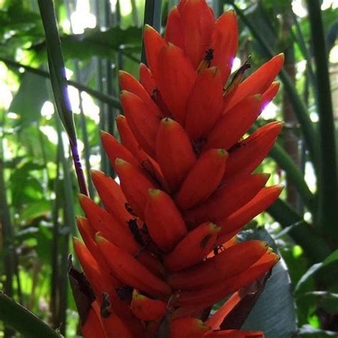 Produk bibit tanaman hias bunga bougenville kami siap kirim ke seluruh indonesia. Jual Bibit Bunga Pisang Songgo Langit di lapak Puput Indah ...