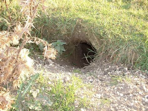 Rabbit Hole Simply Put A Hole In The Ground Visual Plants Grounds