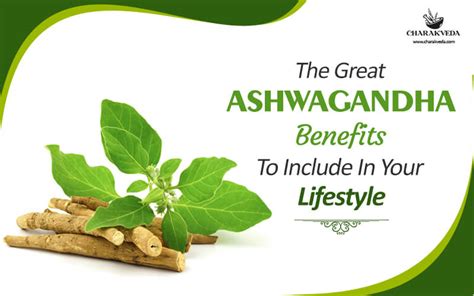 The Great Ashwagandha Benefits To Include In Your Lifestyle Charakveda