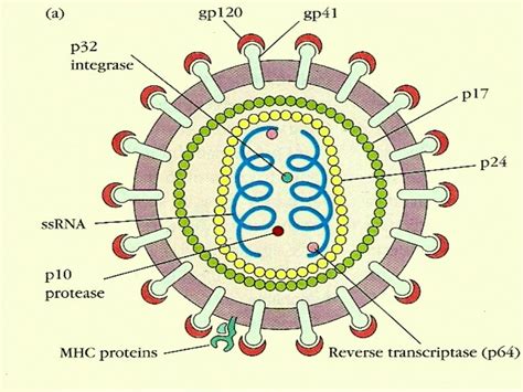 Structure Of Hiv Diagram