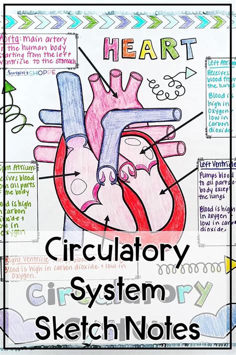Heart Sketch Notes | Body systems middle school, Circulatory system for