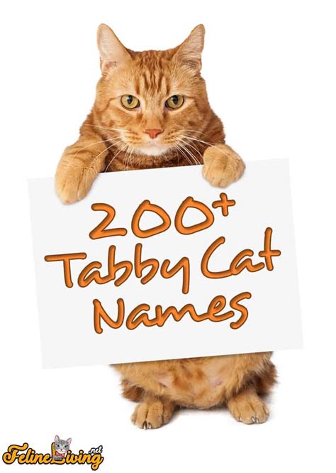 200 Popular Tabby Cat Names The Quirky And Beautiful