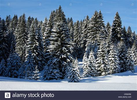 Winter Landscape With Snowy Pine Forest In The Jura Mountains St