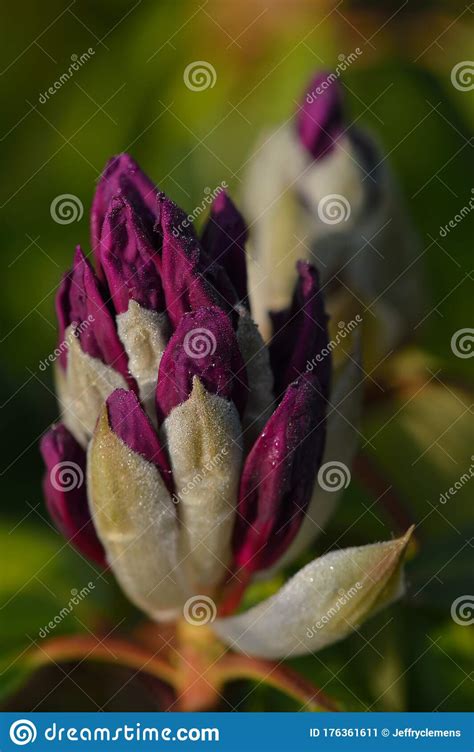 Macro Rhododendron Purple Flower Bud Stock Image Image Of Color