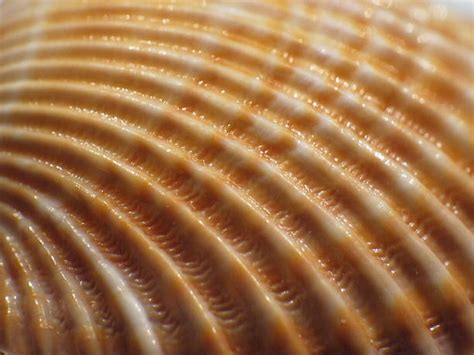 57300 Seashell Texture Stock Photos Pictures And Royalty Free Images