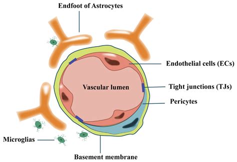 CIMB | Free Full-Text | The Crosstalk between the Blood–Brain Barrier