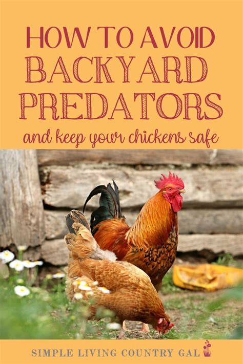 Follow These Tips To Keep Your Chickens Safe From Predators Raising Chicken Best Laying