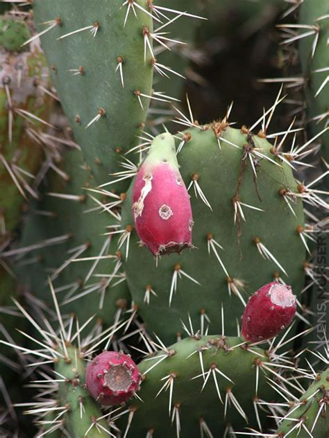 Cactus apple isn't just another pretty face.cactus apple grows 5' tall, blooms peach colored flowers in spring and fat burgundy fruits in late summer. xl Nopalea Karwinskiana (With images) | Red flowers, Cactus
