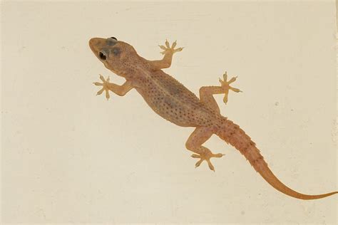 Check spelling or type a new query. Common house gecko - Wikipedia