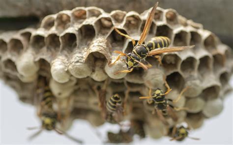 Paper Wasp Nest Removal Abc Humane Wildlife Control And Prevention