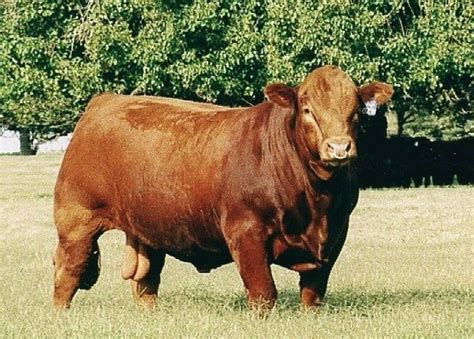 12 Most Popular Beef Cattle Breeds Of The World For Farm Owner Cattle
