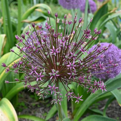 Díszhagyma Allium Toabago Királykert Virág