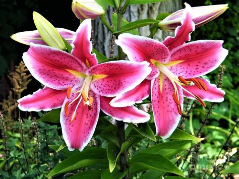 pink spotted asiatic lily pair july indiana photograph by rory cubel pixels