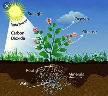 Maybe you would like to learn more about one of these? Which part of a plant is photosynthesis carried out? - Quora