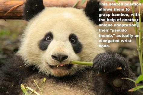 Panda Facts How Much Do You Know About The Rare Bears