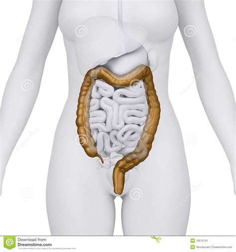 Sok hasonló jelenet közül választhat. Female Colon With Abdominal Organs - Arterior View Stock ...