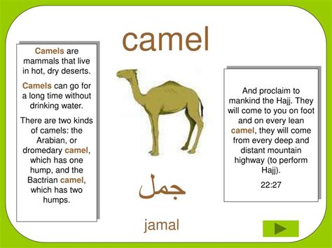 Synonyms for camels and the words that have similar meaning. PPT - Learn about animals and what their names are in ...