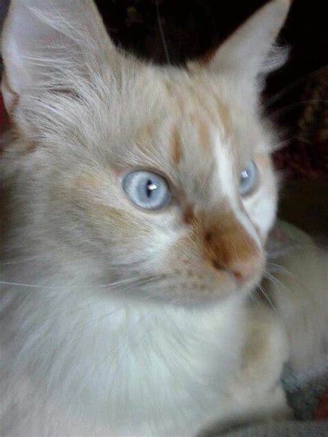 Maybe you would like to learn more about one of these? Flame Point Himalayan Such a beautiful boy! 💞Don Juan ...