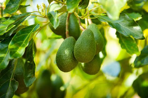 Tips For Growing An Avocado Tree