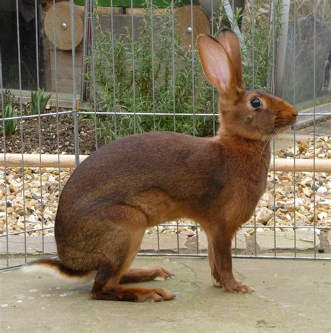 Belgian Hare Rabbit Pet Rabbit Rabbit Breeds Show Rabbits