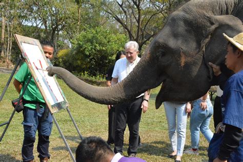 รองประธานรัฐสภาฮังการีชมช้างน้อยวาดรูปเห็นแล้วสุดประทับใจยิ่งนัก ...