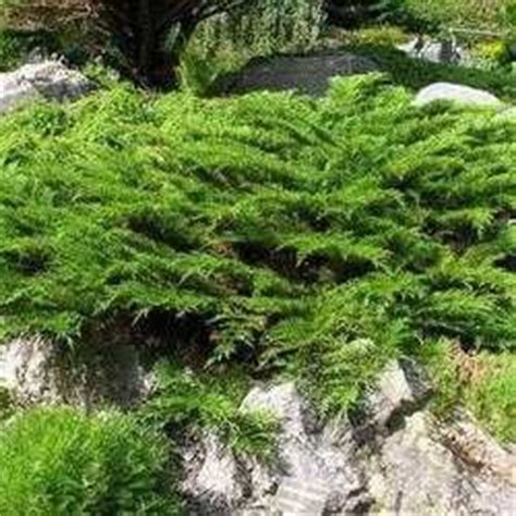 See more of ground cover supplies lawncare & landscaping inc. Gardening picture