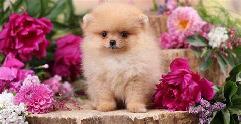 Rare Pomeranian Puppies For Sale Buy Exclusive Pom Puppy In London