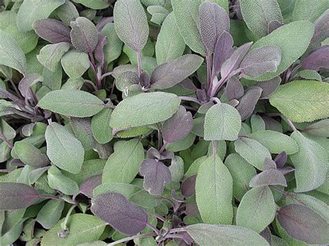 Maybe you would like to learn more about one of these? Herbs