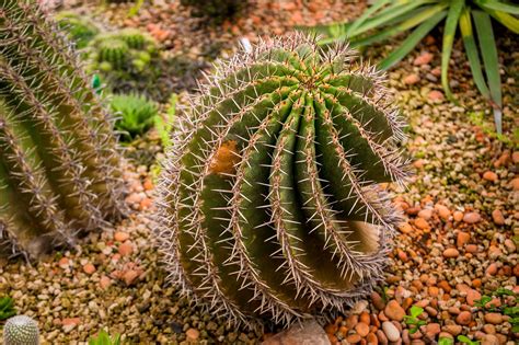 Cactus Plantas Verde Foto Gratis En Pixabay Pixabay