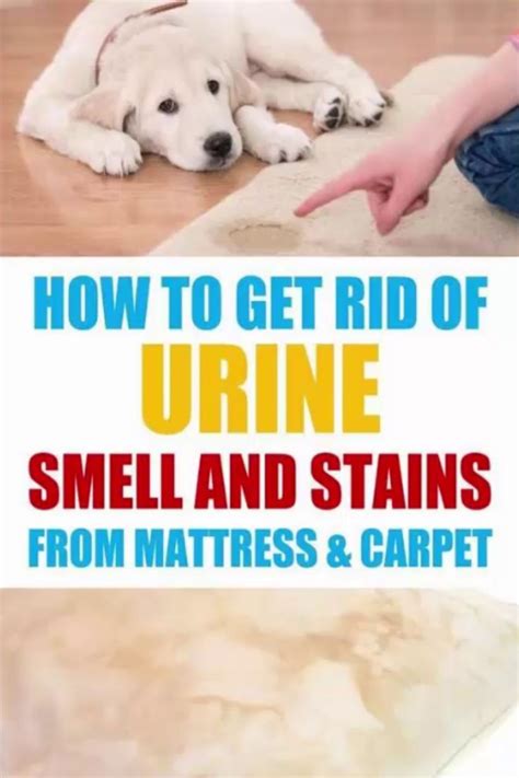 You can also mattress stains removal pascoe vale by learning a few tips on how to remove stains from your mattress effectively. How to Get Rid of Urine Smell and Stains from Mattress and ...