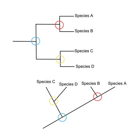 Phylogenetic Trees Cladograms And How To Read Them