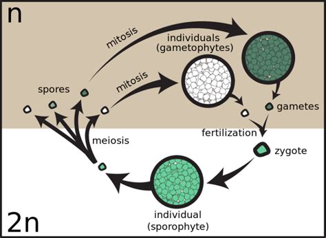 Difference Between Gametic Sporic and Zygotic Meiosis | Compare the Difference Between Similar Terms