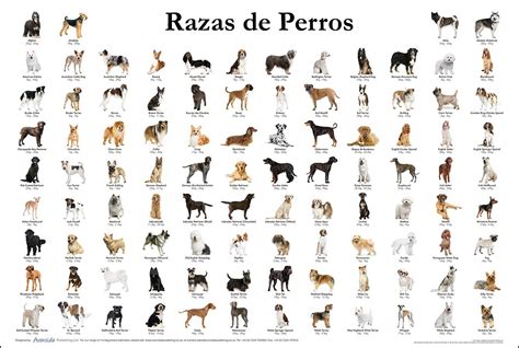 Resultado De Imagen De Razas De Perro Dog Breeds Chart Types Of Dogs