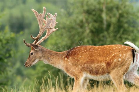 Beautiful Fallow Deer Buck Stock Photo Image Of Male 48019586