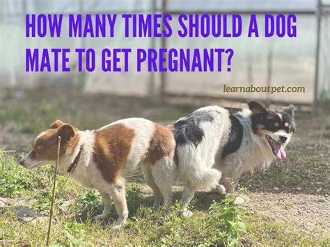 How Many Times Should A Dog Mate To Get Pregnant 3 Clear Signs Of