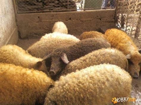 vand porci de rasa Mangalita - Hobby-Zoo.ro