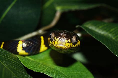 The Banded Krait Bungarus Fasciatus Is One Of The Largest Kraits With