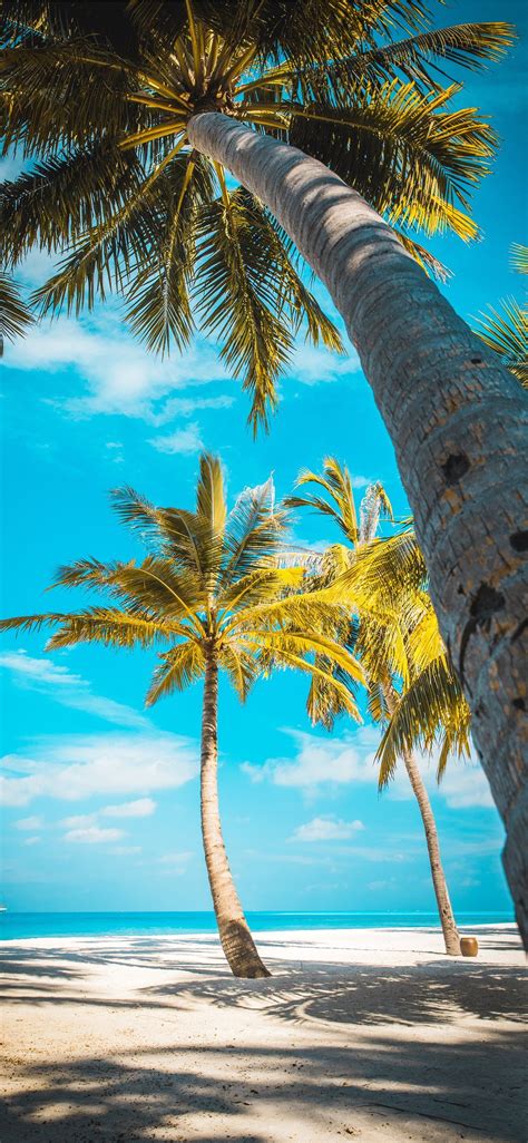 Wallpaper Palm Tree Beach Hd Picture Image