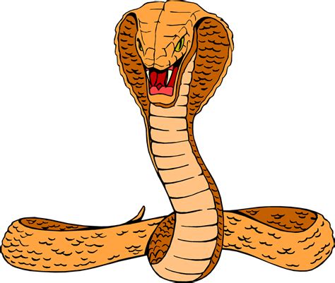 Cobra Snake Drawing Images Free For Commercial Use High Quality Images