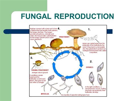 Reproduction In Fungi Asexual And Sexual Methods Online Biology Notes