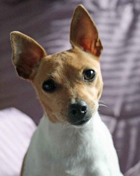 Brown Toy Fox Terrier Chihuahua Mix Pets Lovers