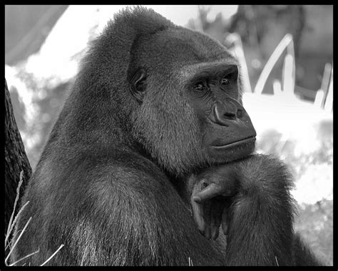 Thinking Gorilla A Photo On Flickriver