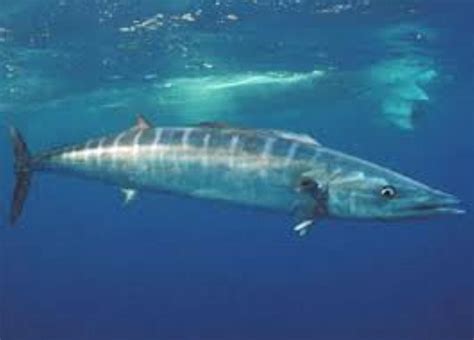 Wahoo Information And Picture Sea Animals
