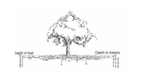 tree root depth chart