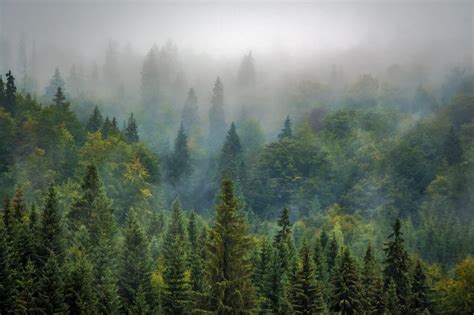 Russian Forests Are Crucial To Global Climate Mitigation