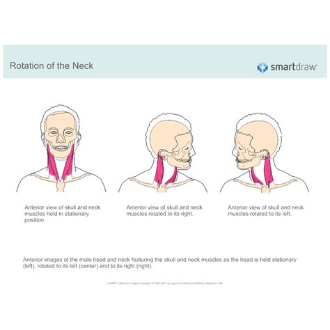 Muscles Involved In Neck Rotation