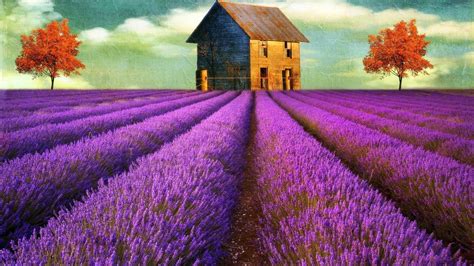 English Lavender Wallpapers Wallpaper Cave
