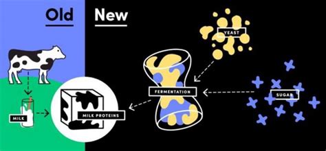 By designing yeast to produce the same dairy proteins found in milk from a cow, perfect day can make the same. 'Vegan' Milk Brand Perfect Day Secures $24.7 Million to 'Disrupt the Dairy Industry'