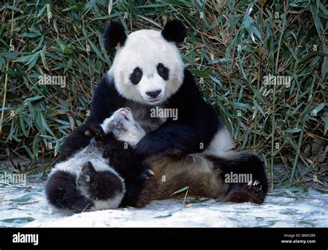 Giant Panda Mother And Cub Sichuan China Stock Photo Alamy