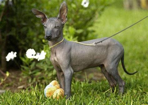 ¿cómo Son Los Perros Raza Sin Pelo De Perú Características Básicas Y